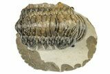 Detailed Crotalocephalina Trilobite - Atchana, Morocco #249704-2
